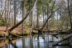 DSCF0907-2