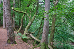 DSCF3195
