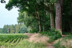 Sachsenwald - Gut Schönau