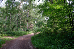 Sachsenwald - Gut Schönau
