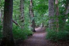 Sachsenwald - Die Bille im Krabbenkamp