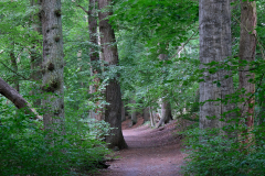 Sachsenwald - Die Bille im Krabbenkamp
