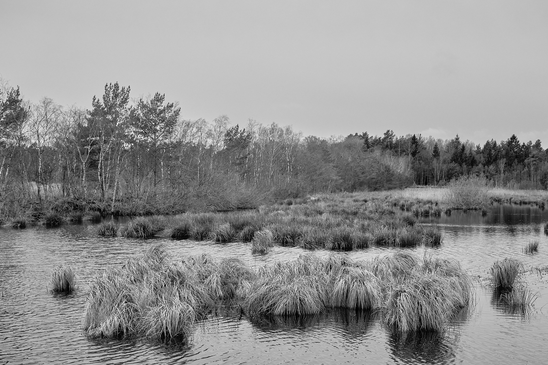 Im Göldenitzer Moor Sachsenwaldblog.de